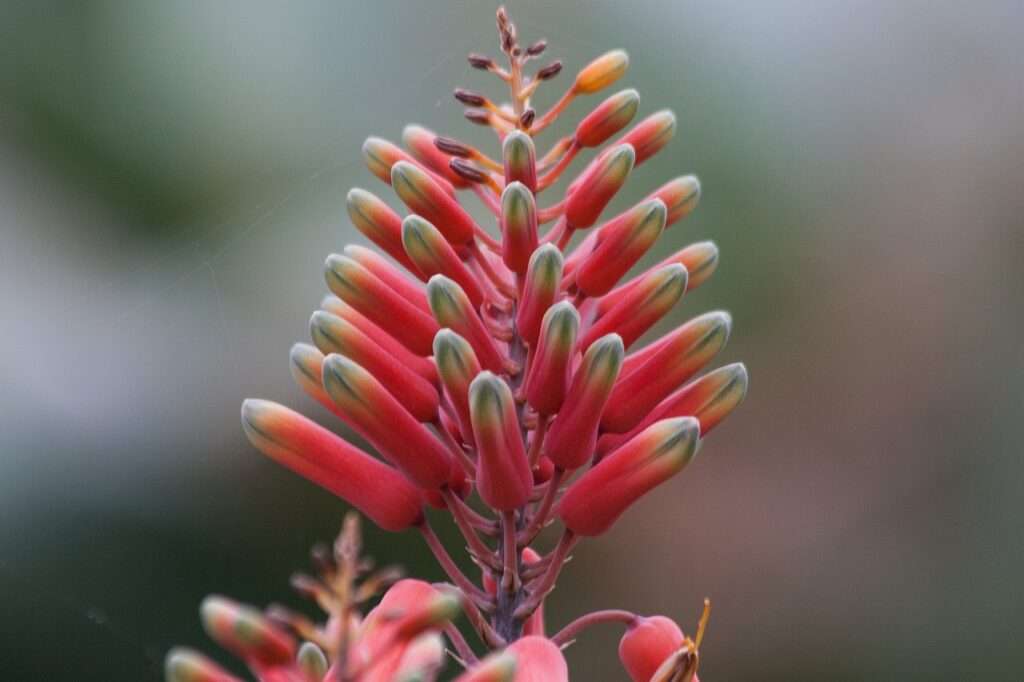 aloe megalacantha, plant species, aloes-194393.jpg