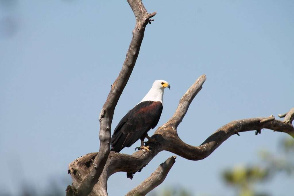 eagle, bishangari fisherman, lake-950056.jpg