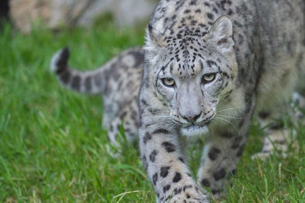 snow leopard, female, cats-8039204.jpg
